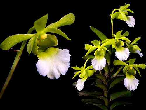 Christensonia vietnamenica